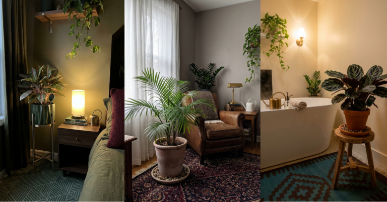 24 Gorgeous Low-Light Plants That Actually Survive